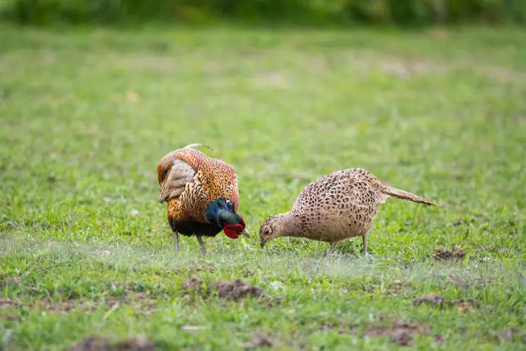 https://countrypursuitsphotography.co.uk