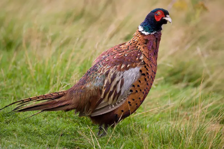 https://countrypursuitsphotography.co.uk